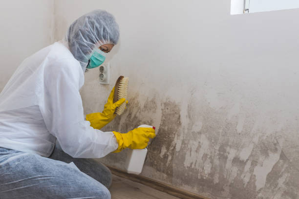 Best Asbestos and Lead Testing During Mold Inspection in USA